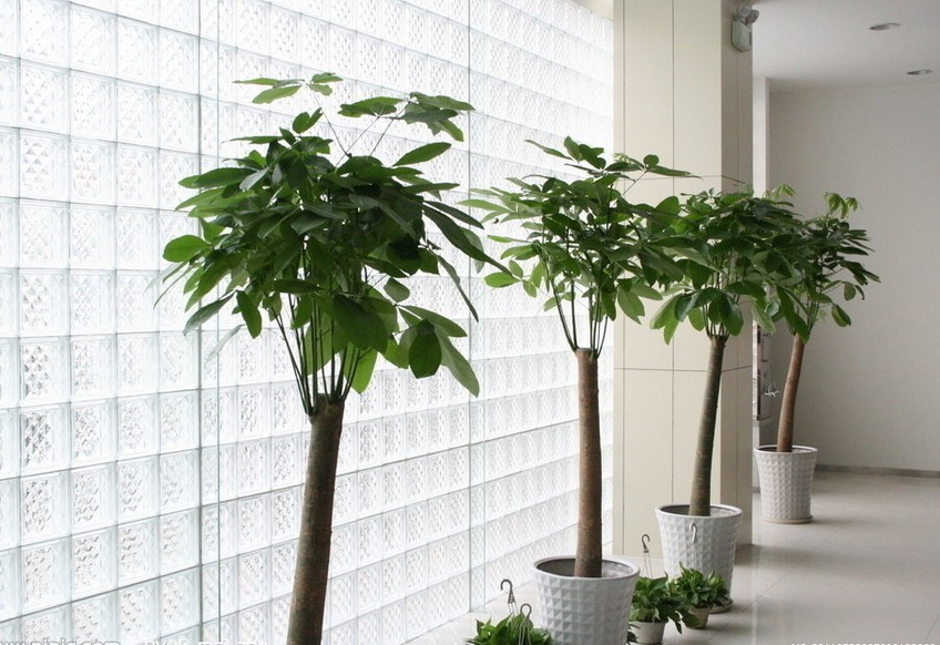 辦公室發(fā)財(cái)樹(shù)擺放和種植方法